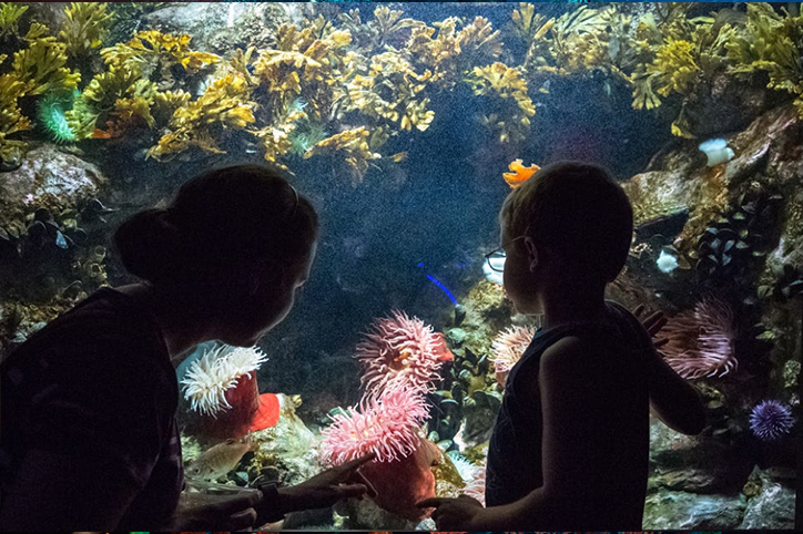 National Aquarium (Baltimore, Maryland)
