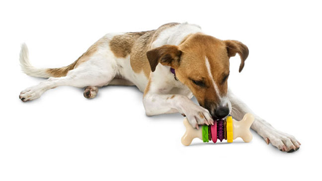 Build Your Own Dog Bone 