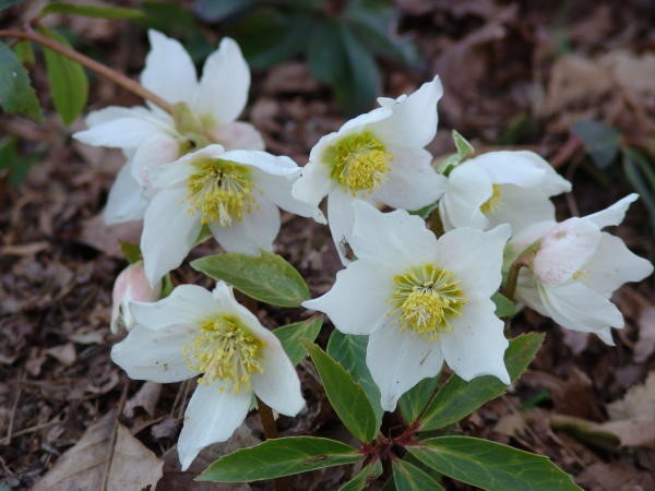 Christmas Rose