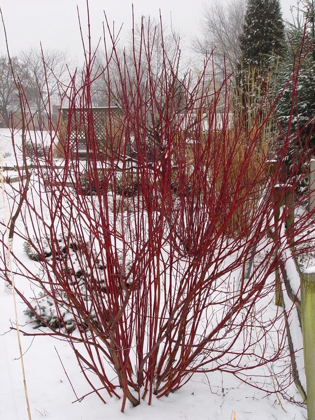 Variegated Red Twig Dogwood