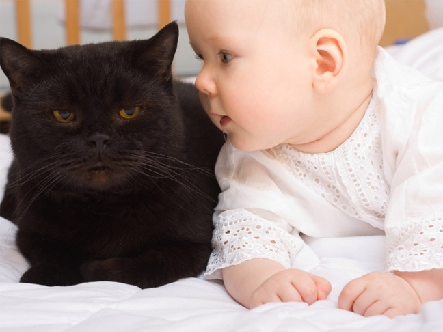 Cats and Babies Living Together